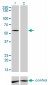 IMPDH2 Antibody (monoclonal) (M01)